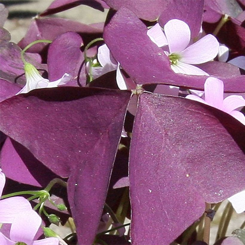 Oxalis triangularis subsp. papilionacea Atropurpurea (Foliage)