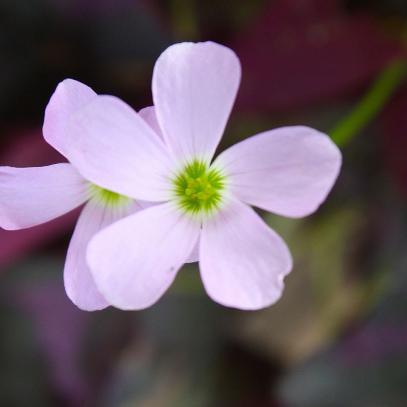 Oxalis triangularis subsp. papilionacea Atropurpurea (Flowering)