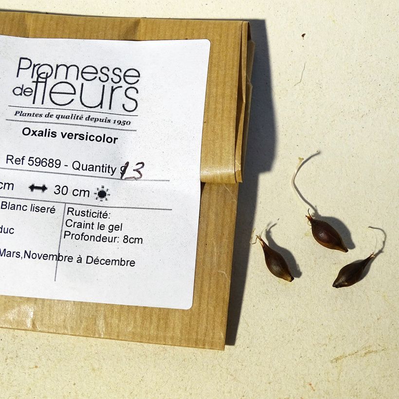 Example of Oxalis versicolor  Bulb size I specimen as delivered