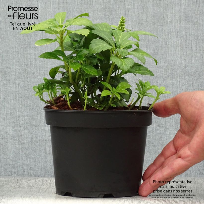 Pachysandra terminalis Green Carpet - Japanese Spurge 2L/3L pot sample as delivered in summer