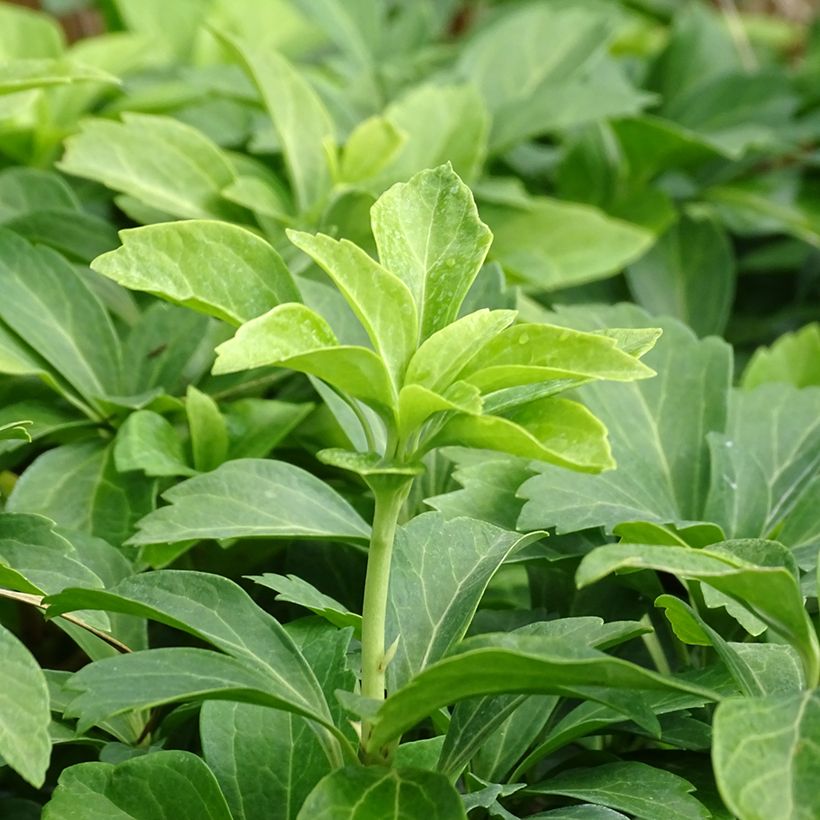 Pachysandra terminalis - Japanese Spurge (Foliage)