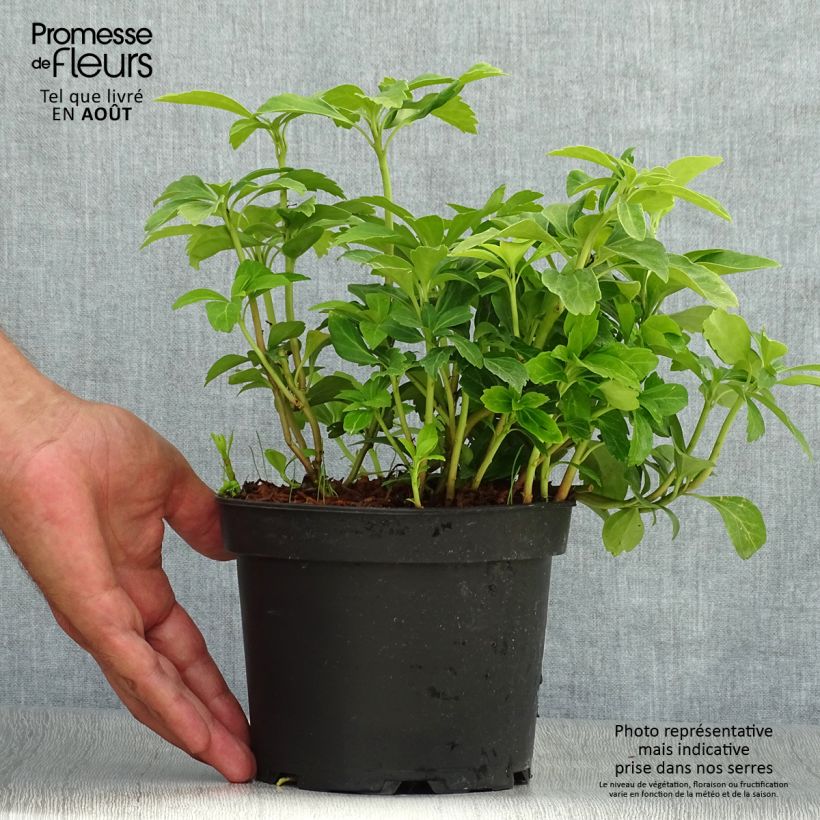 Pachysandra terminalis - Japanese Spurge 2L/3L pot sample as delivered in summer