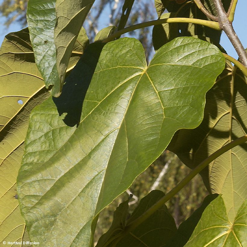 Paulownia fortunei Fast Blue Minfast - Foxglove Tree (Foliage)