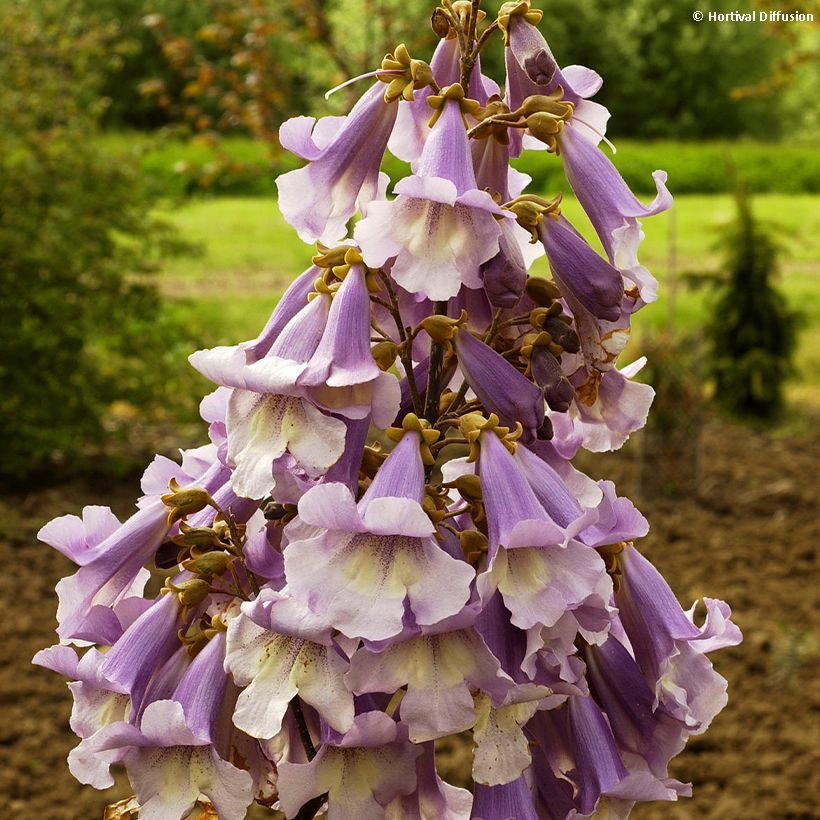 Paulownia fortunei Fast Blue Minfast - Foxglove Tree (Flowering)