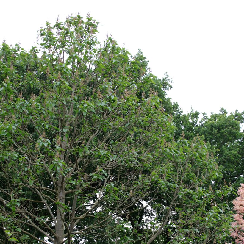 Paulownia fortunei Fast Blue Minfast - Foxglove Tree (Plant habit)