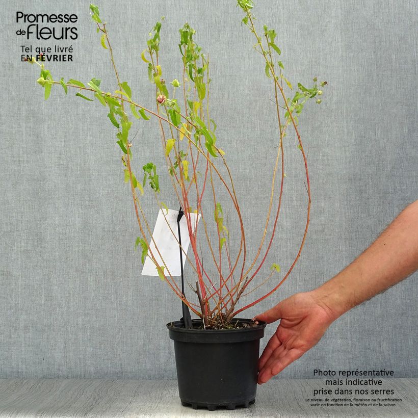 Pavonia hastata 2L/3L pot sample as delivered in autumn
