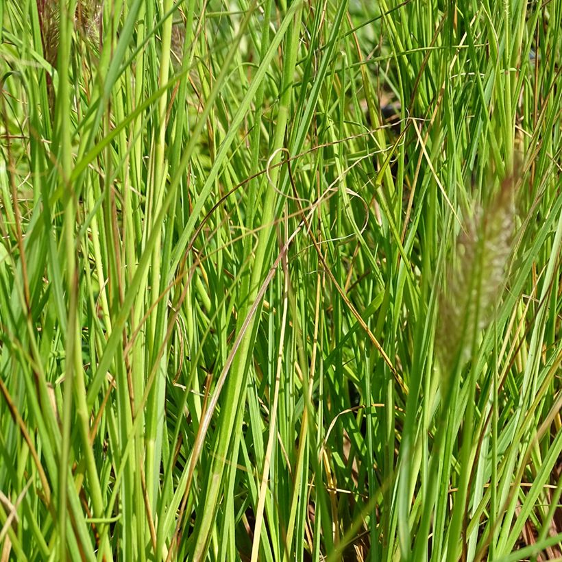 Pennisetum alopecuroïdes Cassian (Foliage)