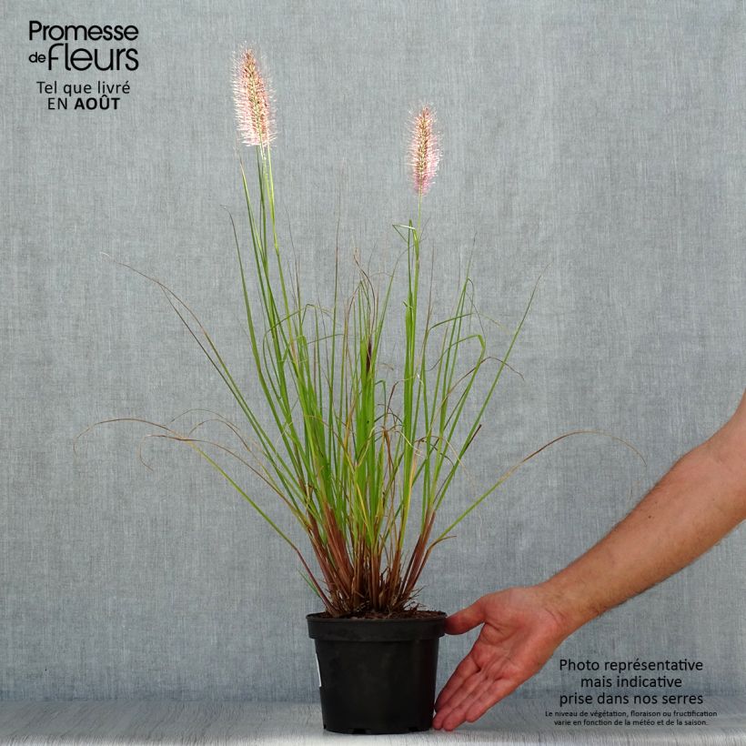 Pennisetum alopecuroïdes Cassian 2L/3L pot sample as delivered in summer