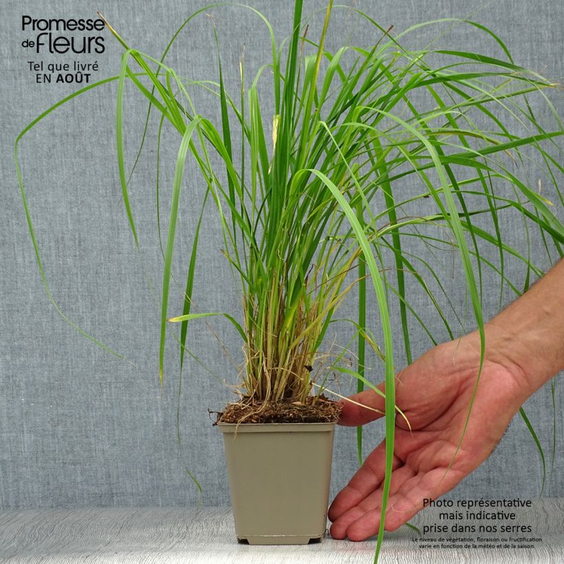 Pennisetum thunbergii 8/9 cm pot sample as delivered in summer