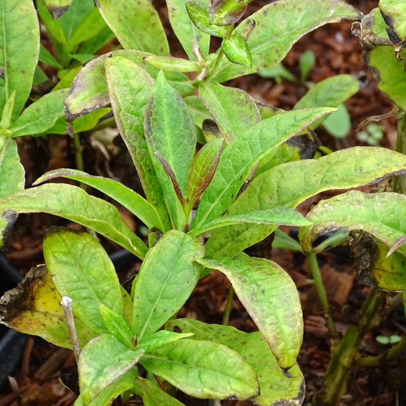 Phlox paniculata Amethyst (Foliage)