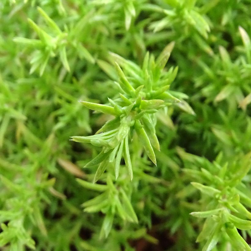 Phlox douglasii Lilac Cloud (Foliage)