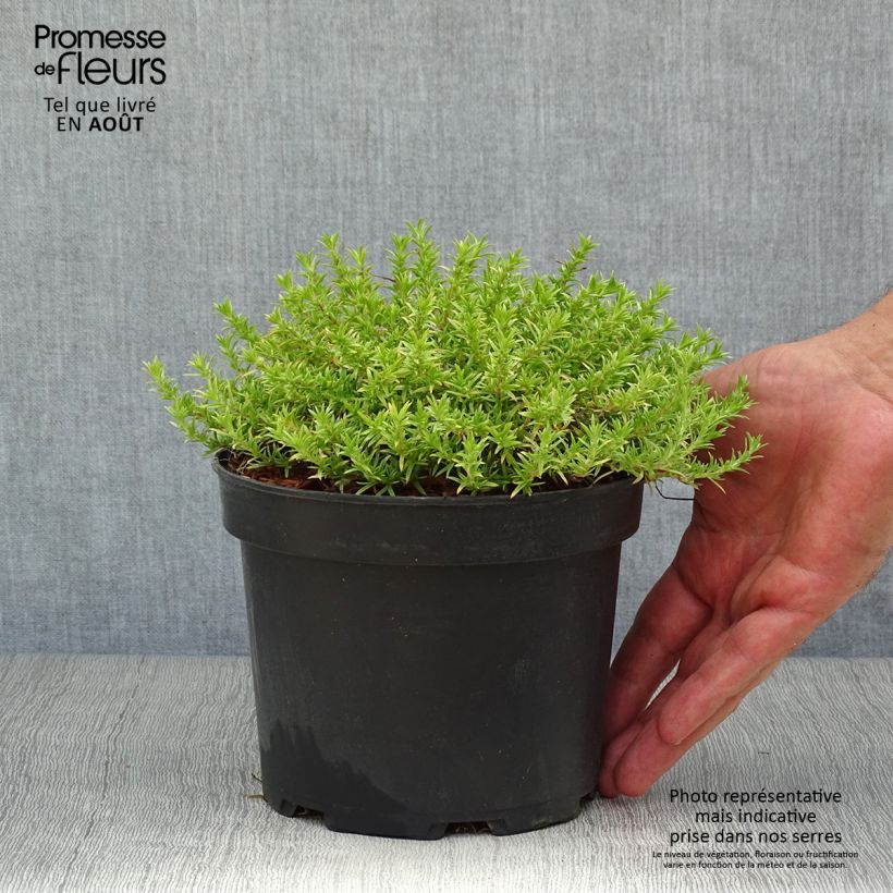 Phlox douglasii Lilac Cloud 2L/3L pot sample as delivered in summer
