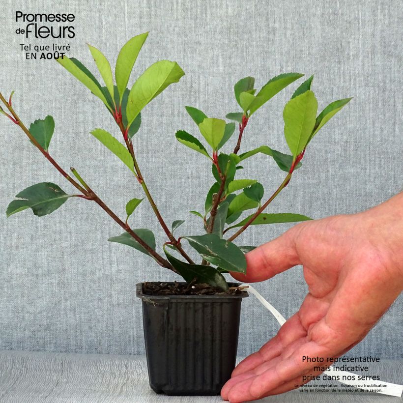 Photinia fraseri Red Robin - Christmas Berry 8/9 cm pot sample as delivered in summer
