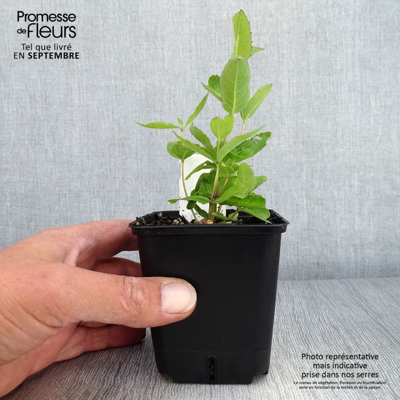 Platycodon grandiflorus Fuji Blue 8/9 cm pot sample as delivered in autumn