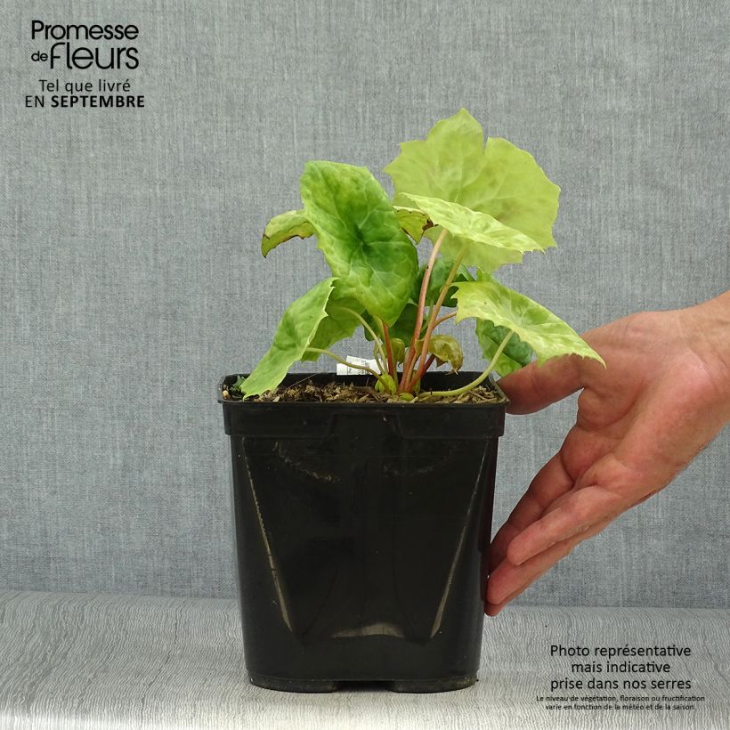 Podophyllum Spotty Dotty 3L/4L pot sample as delivered in autumn