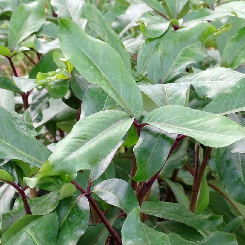 Pseudopanax laetus (Foliage)