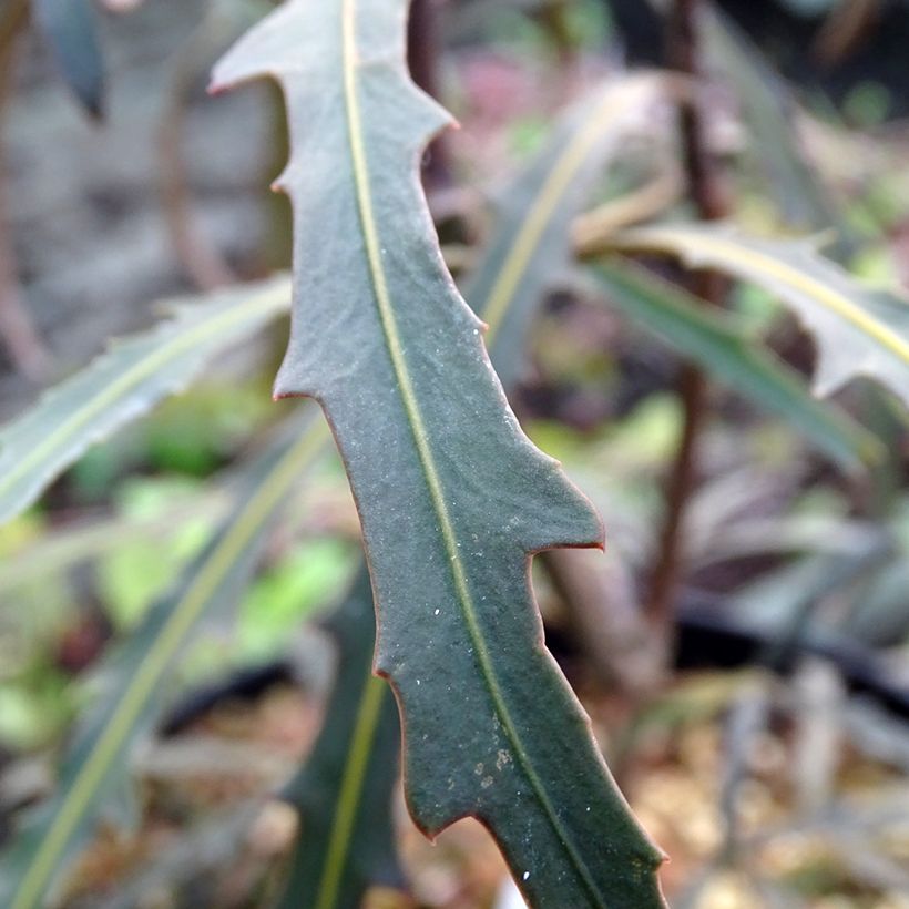 Pseudopanax lessonii Bronze Eagle (Foliage)