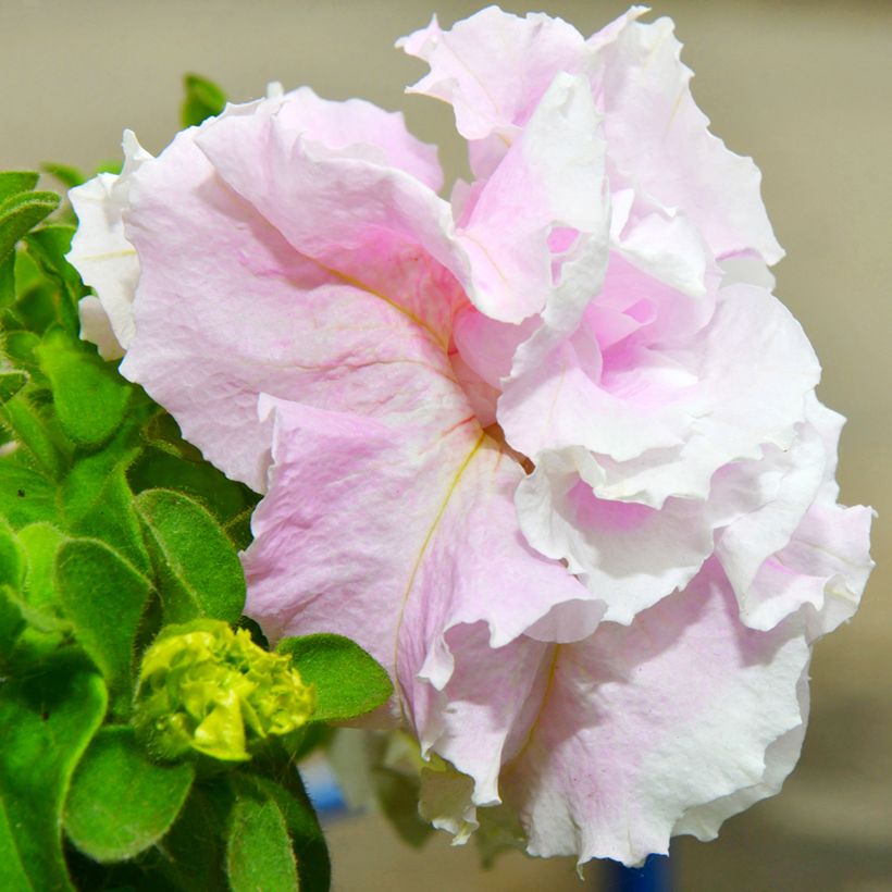Petunia Cascade Pink Orchid Mist F1 Seeds (Flowering)