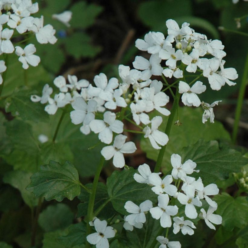 Pachyphragma macrophyllum (Flowering)