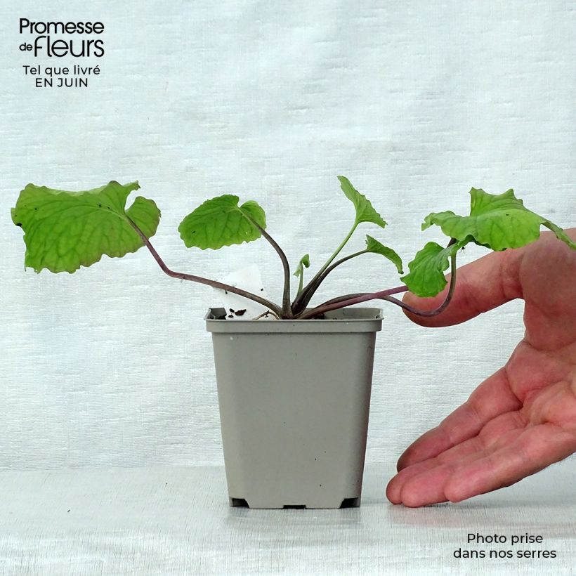Pachyphragma macrophyllum 8/9 cm pot sample as delivered in summer
