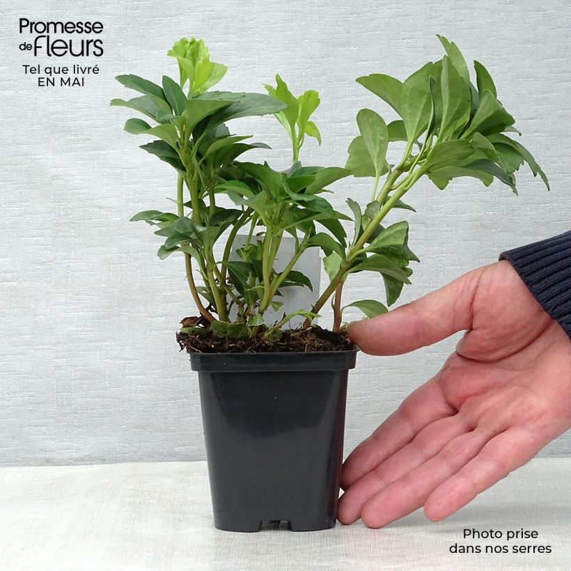 Pachysandra terminalis - Japanese Spurge sample as delivered in spring