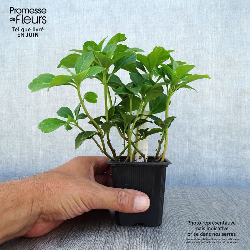 Pachysandra terminalis - Japanese Spurge 8/9 cm pot sample as delivered in summer