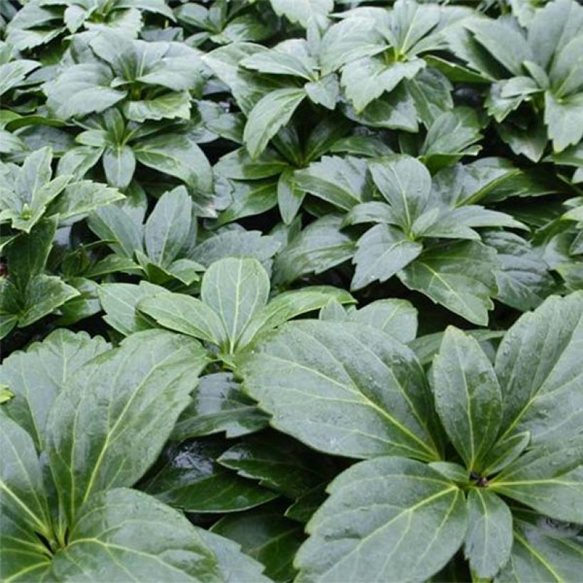 Pachysandra terminalis Green Carpet - Japanese Spurge (Plant habit)