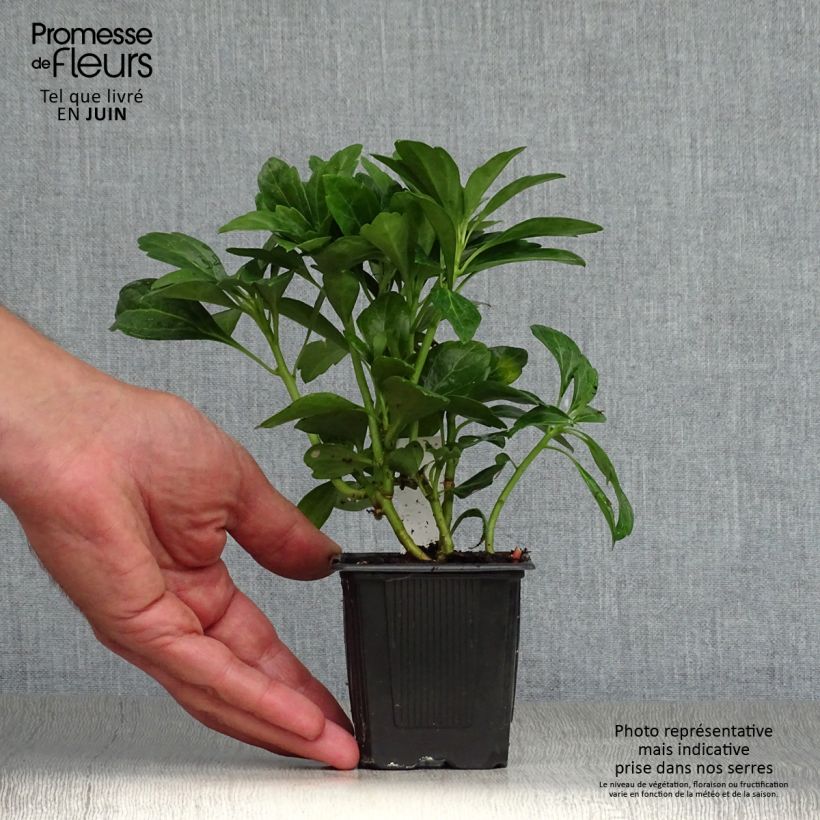Pachysandra terminalis Green Carpet - Japanese Spurge 8/9 cm pot sample as delivered in summer