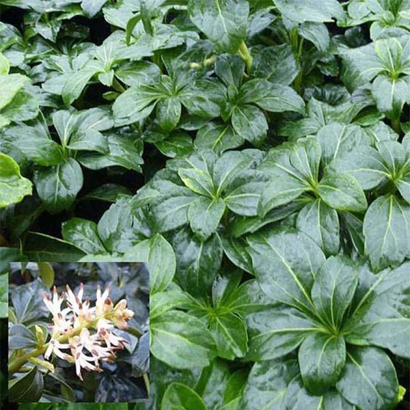 Pachysandra terminalis Green Sheen - Japanese Spurge (Foliage)