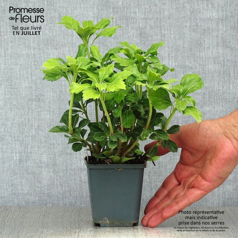 Pachysandra terminalis Green Sheen - Japanese Spurge 8/9 cm pot sample as delivered in summer