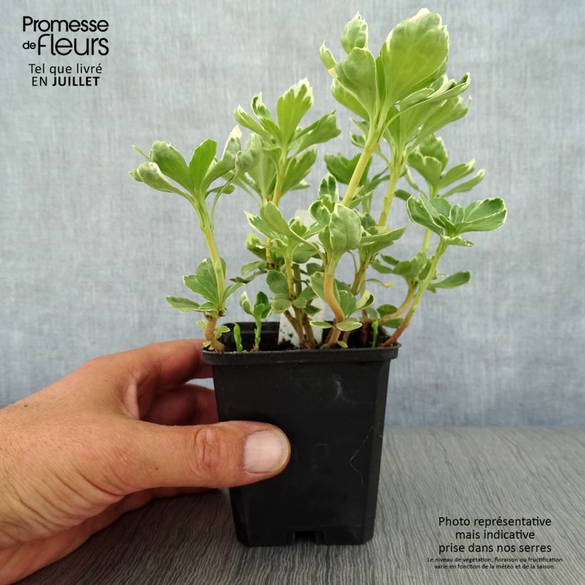 Pachysandra terminalis Variegata - Japanese Spurge 8/9 cm pot sample as delivered in summer