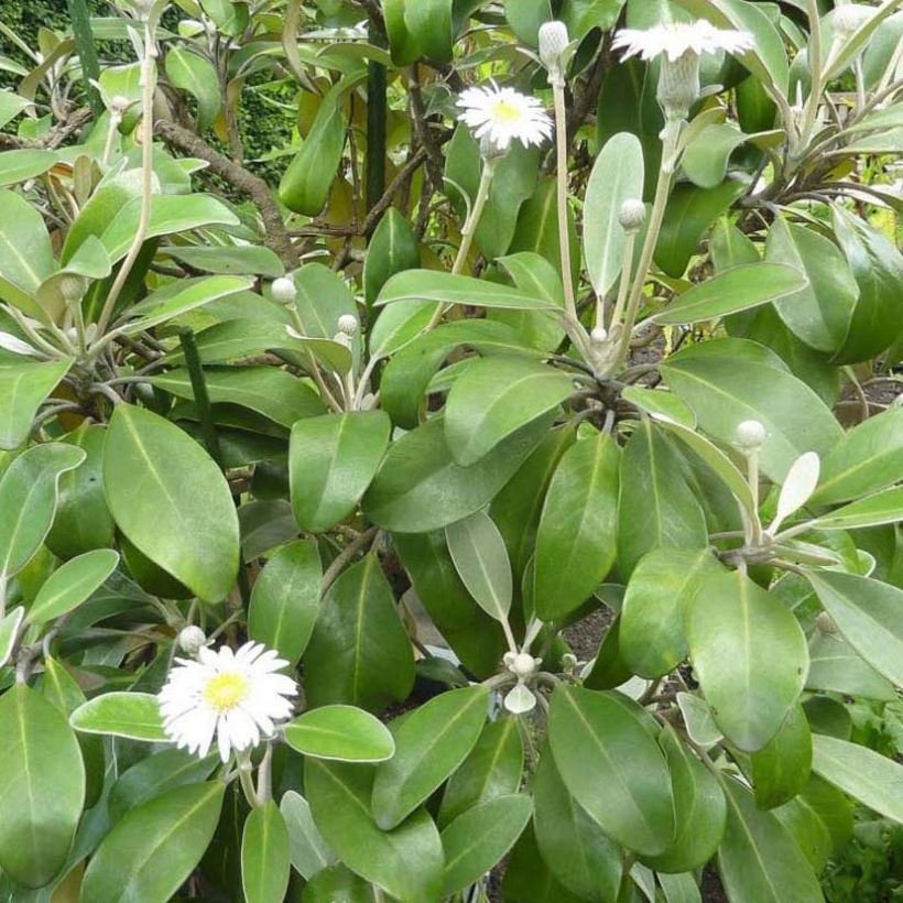 Pachystegia insignis Daizea (Foliage)