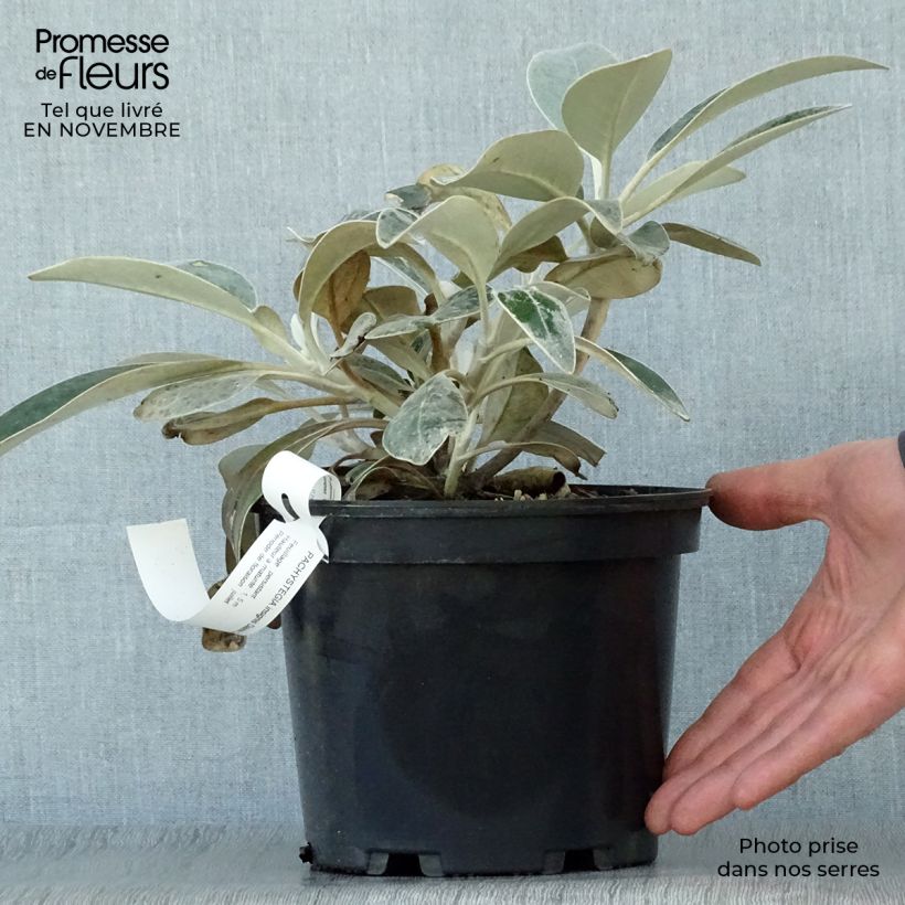 Pachystegia insignis Daizea 2L/3L pot sample as delivered in autumn