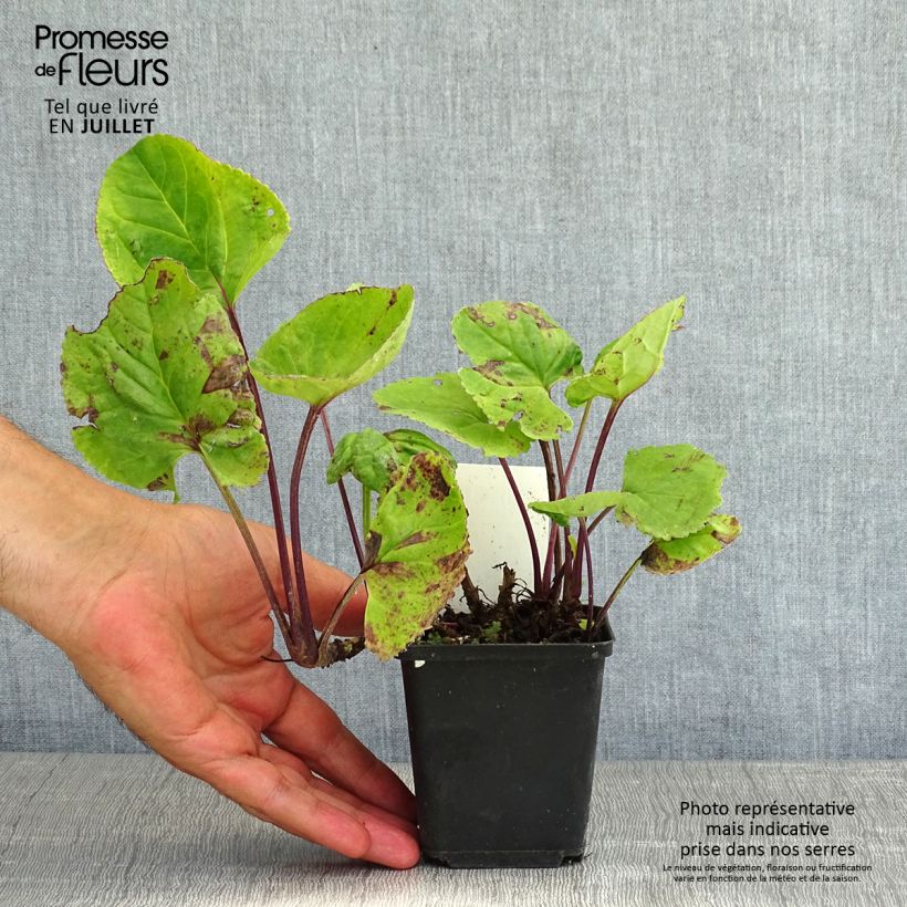 Packera aurea 8/9 cm pot sample as delivered in summer