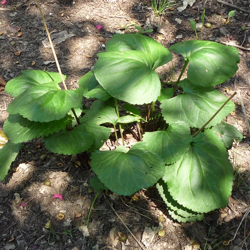 Packera aurea (Foliage)