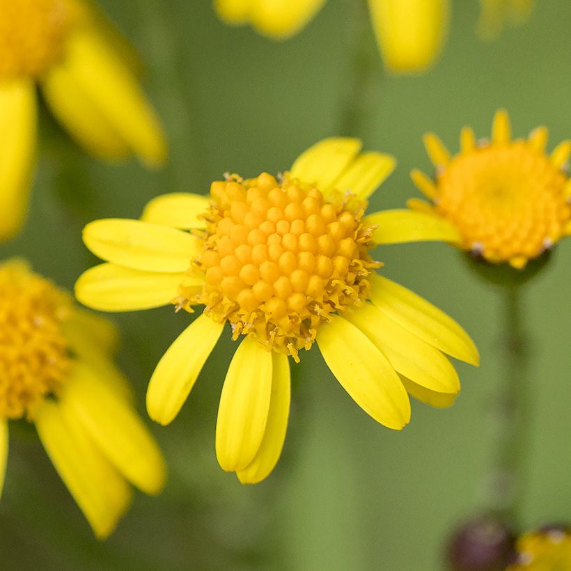 Packera aurea (Flowering)