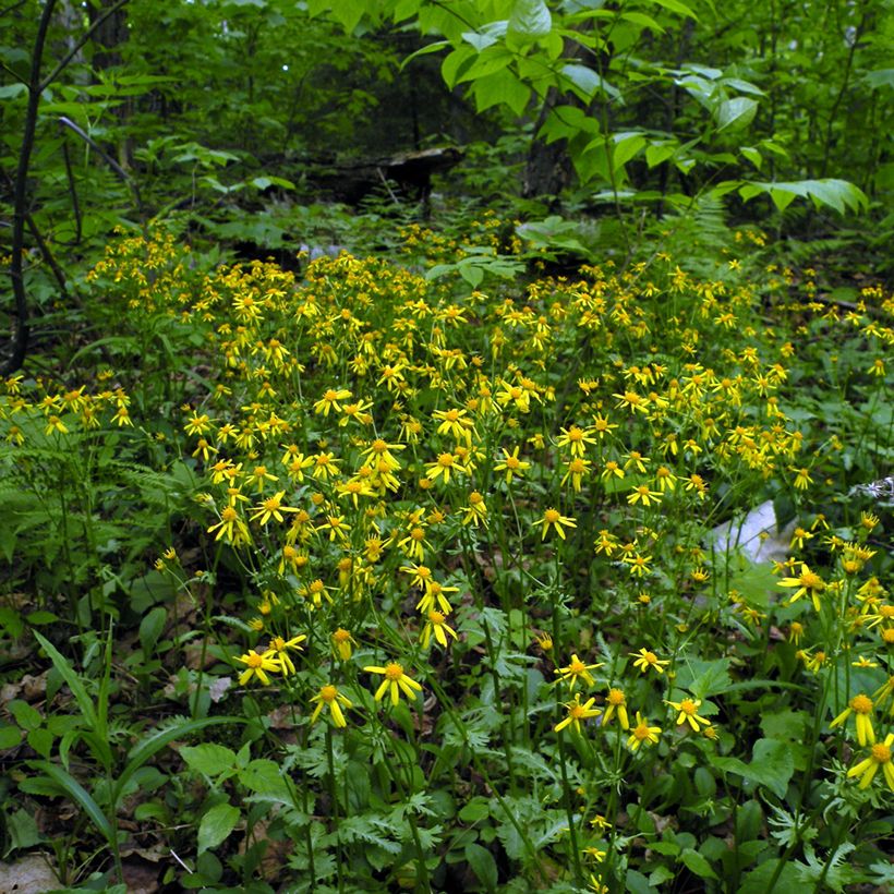 Packera aurea (Plant habit)