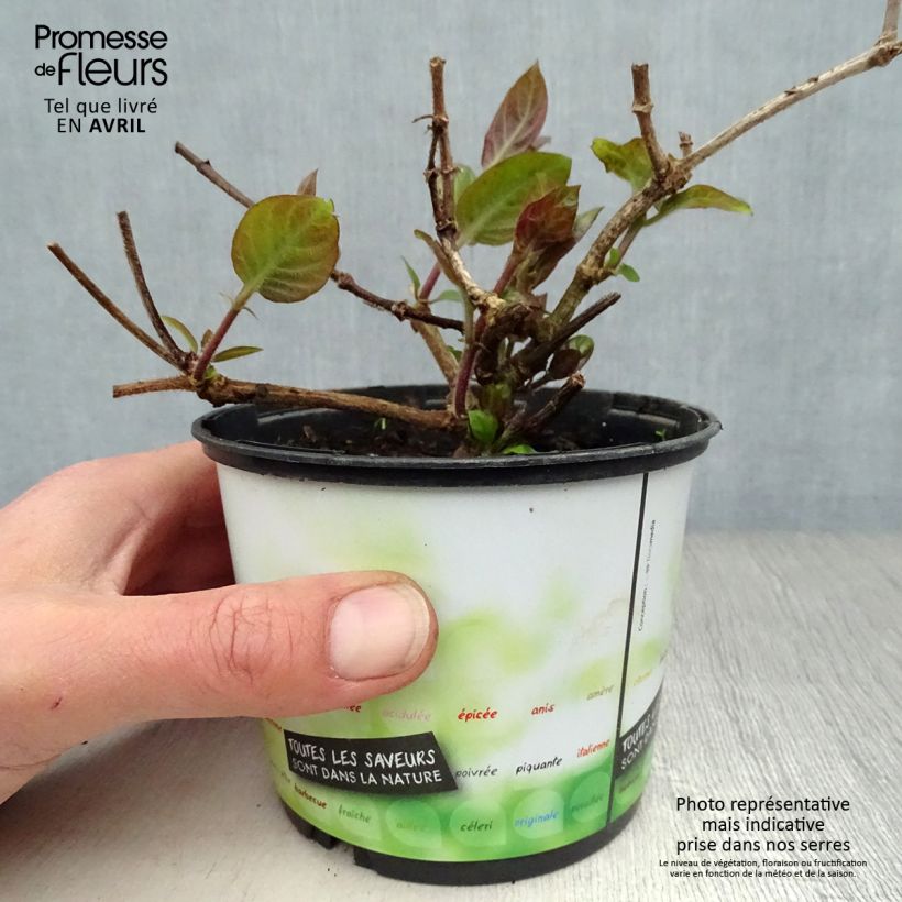 Paederia lanuginosa 1L/1.5L pot sample as delivered in spring