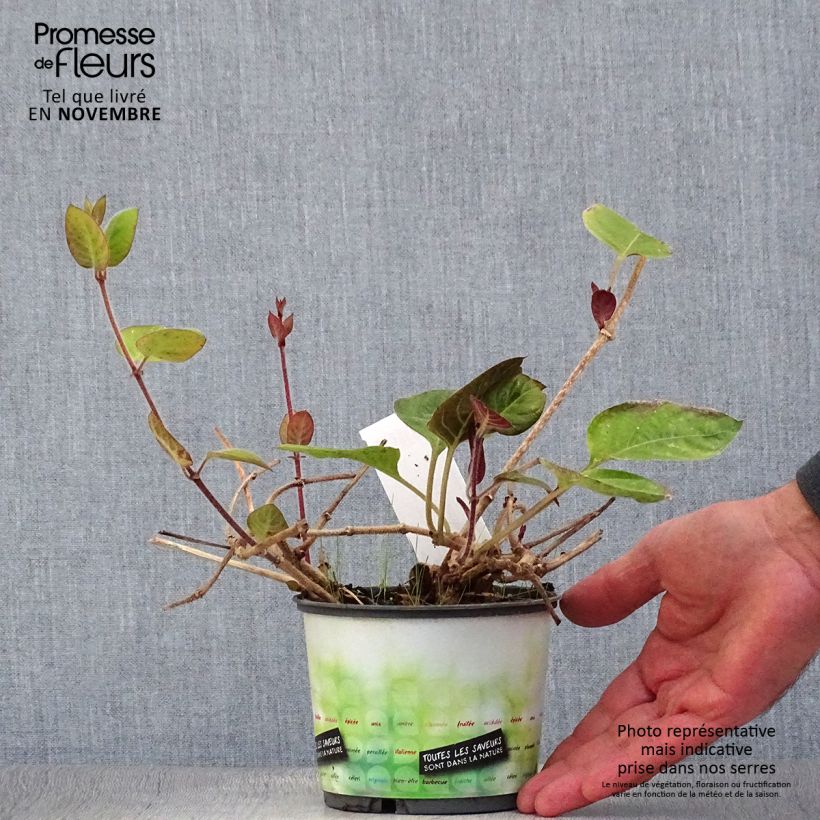 Paederia lanuginosa 1L/1.5L pot sample as delivered in autumn