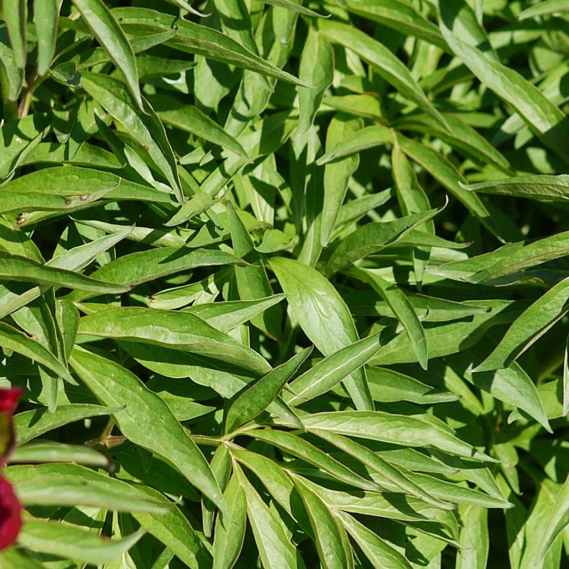 Paeonia tenuifolia Early Scout (Foliage)