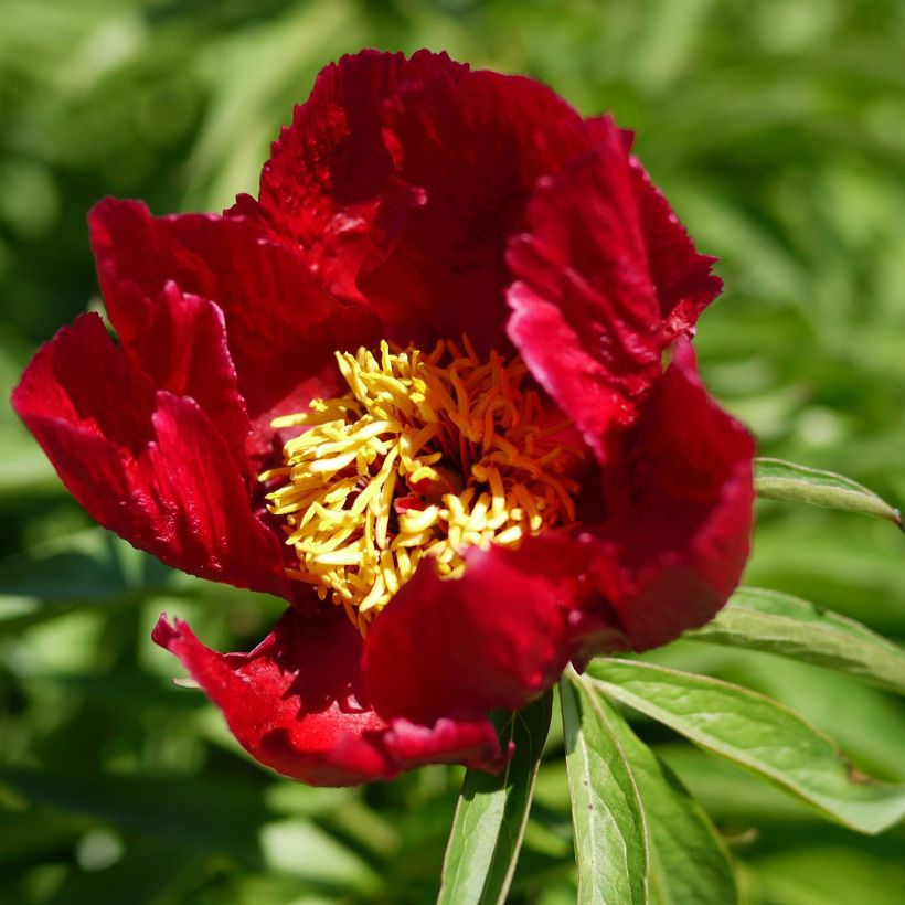 Paeonia tenuifolia Early Scout (Flowering)