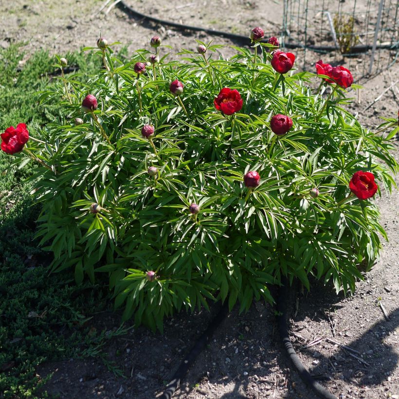 Paeonia tenuifolia Early Scout (Plant habit)