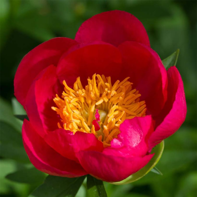 Paeonia lactiflora peregrina Flame (Flowering)