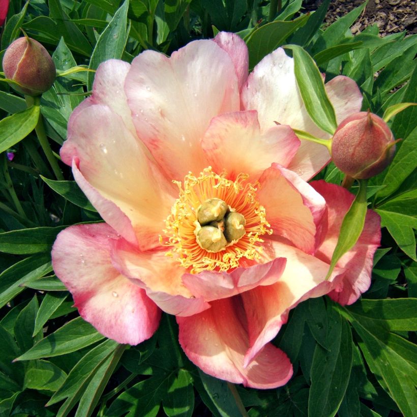Paeonia Itoh Julia Rose (Flowering)
