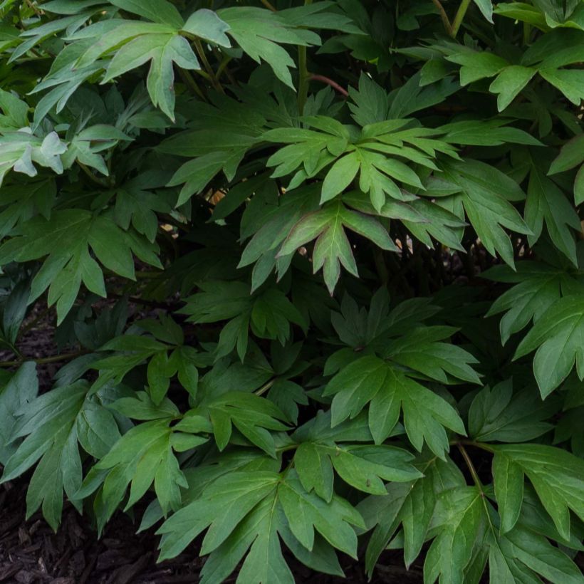 Paeonia Itoh Pastel Splendour (Foliage)