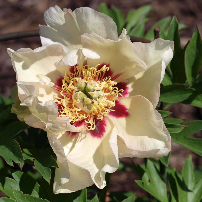 Paeonia Itoh Pastel Splendour (Flowering)