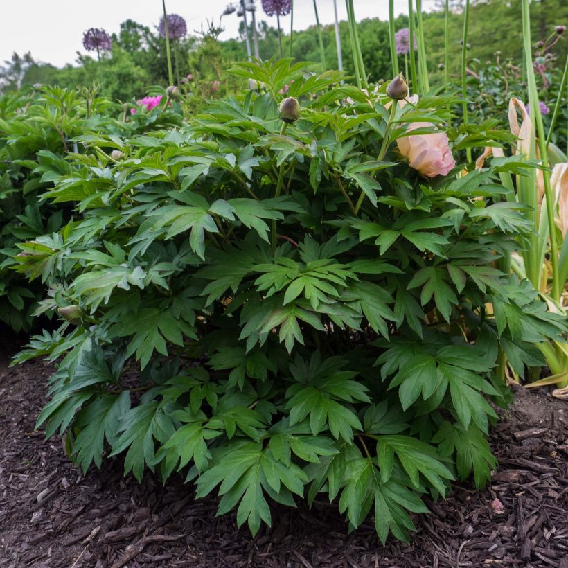 Paeonia Itoh Pastel Splendour (Plant habit)