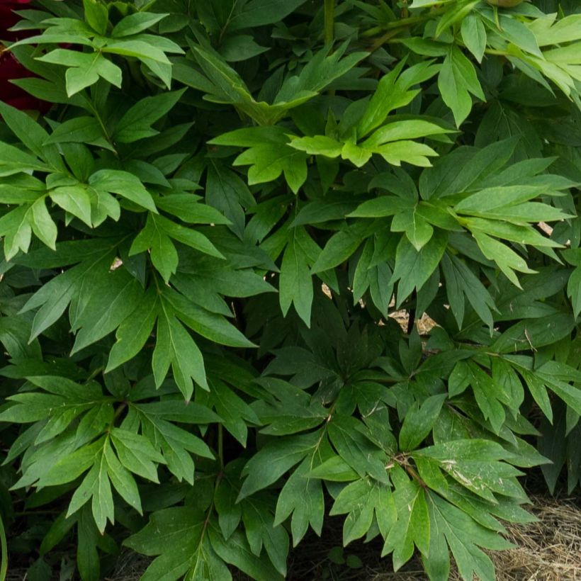 Paeonia x Itoh Scarlet Heaven (Foliage)