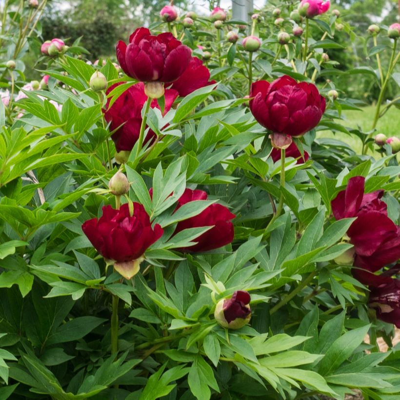 Paeonia x Itoh Scarlet Heaven (Flowering)