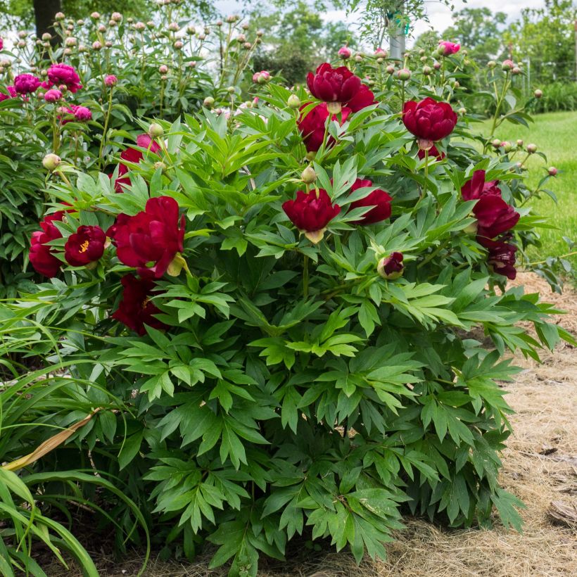 Paeonia x Itoh Scarlet Heaven (Plant habit)